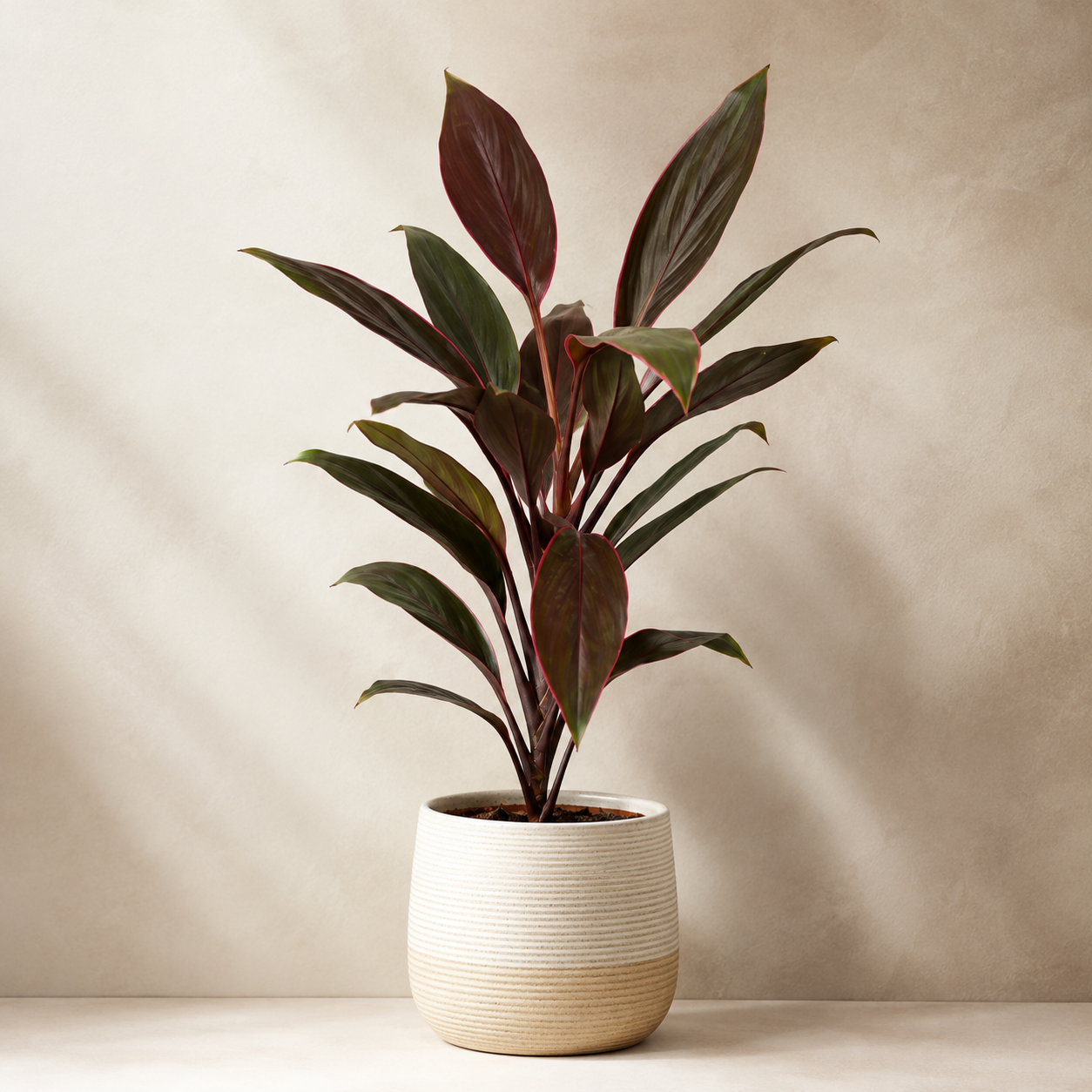 Cordyline 'Lemon Red Edge' | Gardening Plant