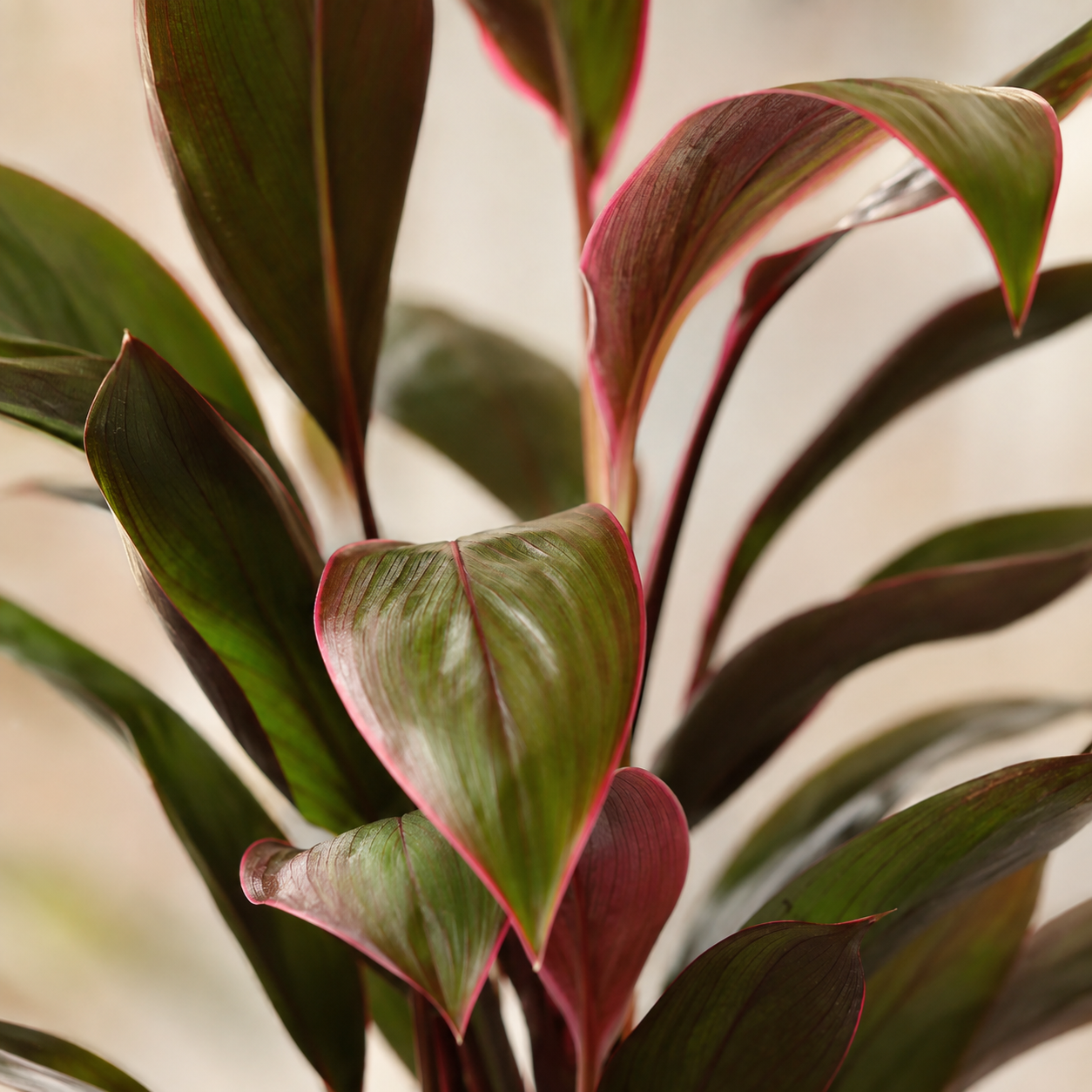 Cordyline 'Lemon Red Edge' | Gardening Plant