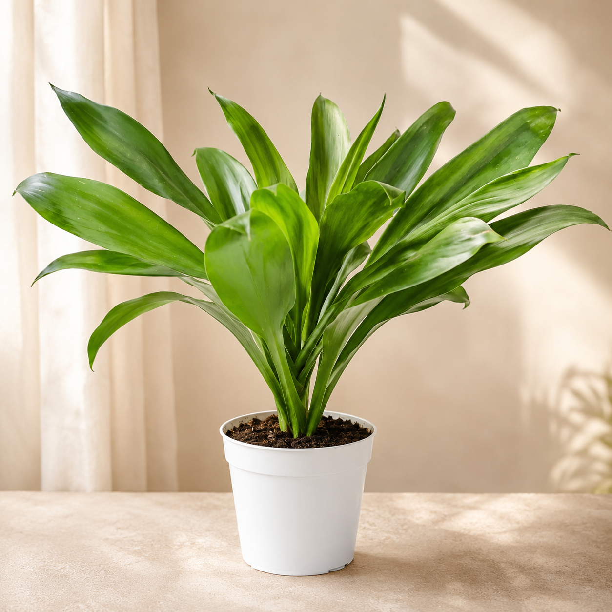 Cordyline 'Aurora Green' | Office Plant