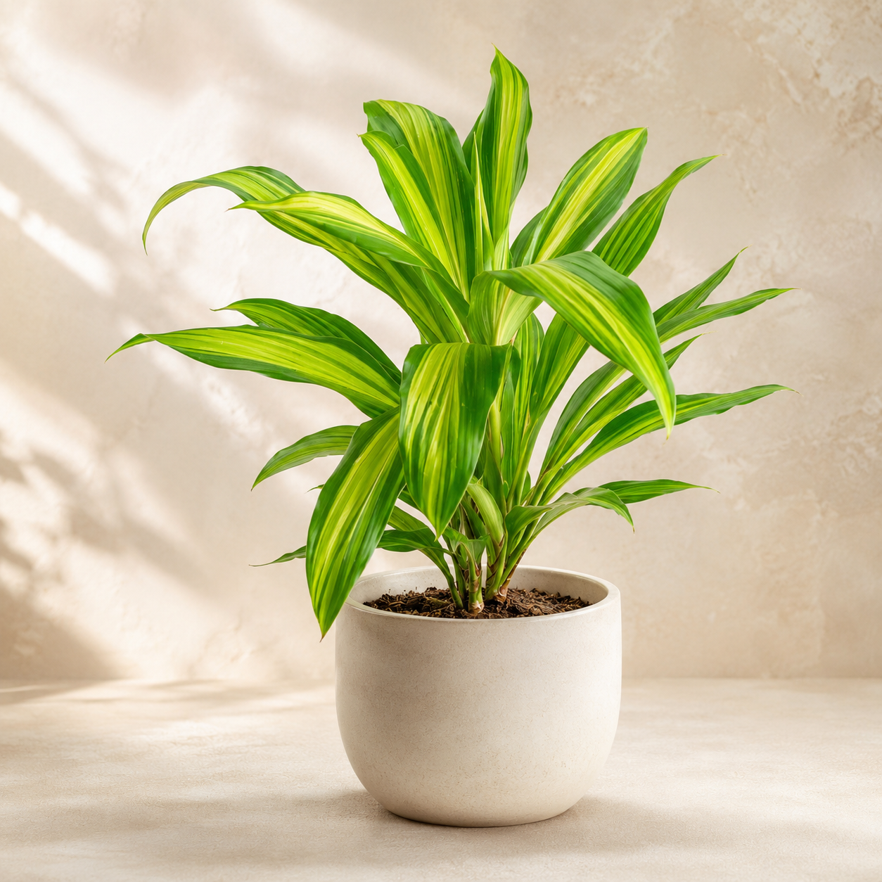 Cordyline 'Kiwi Yellow' | Office Plant
