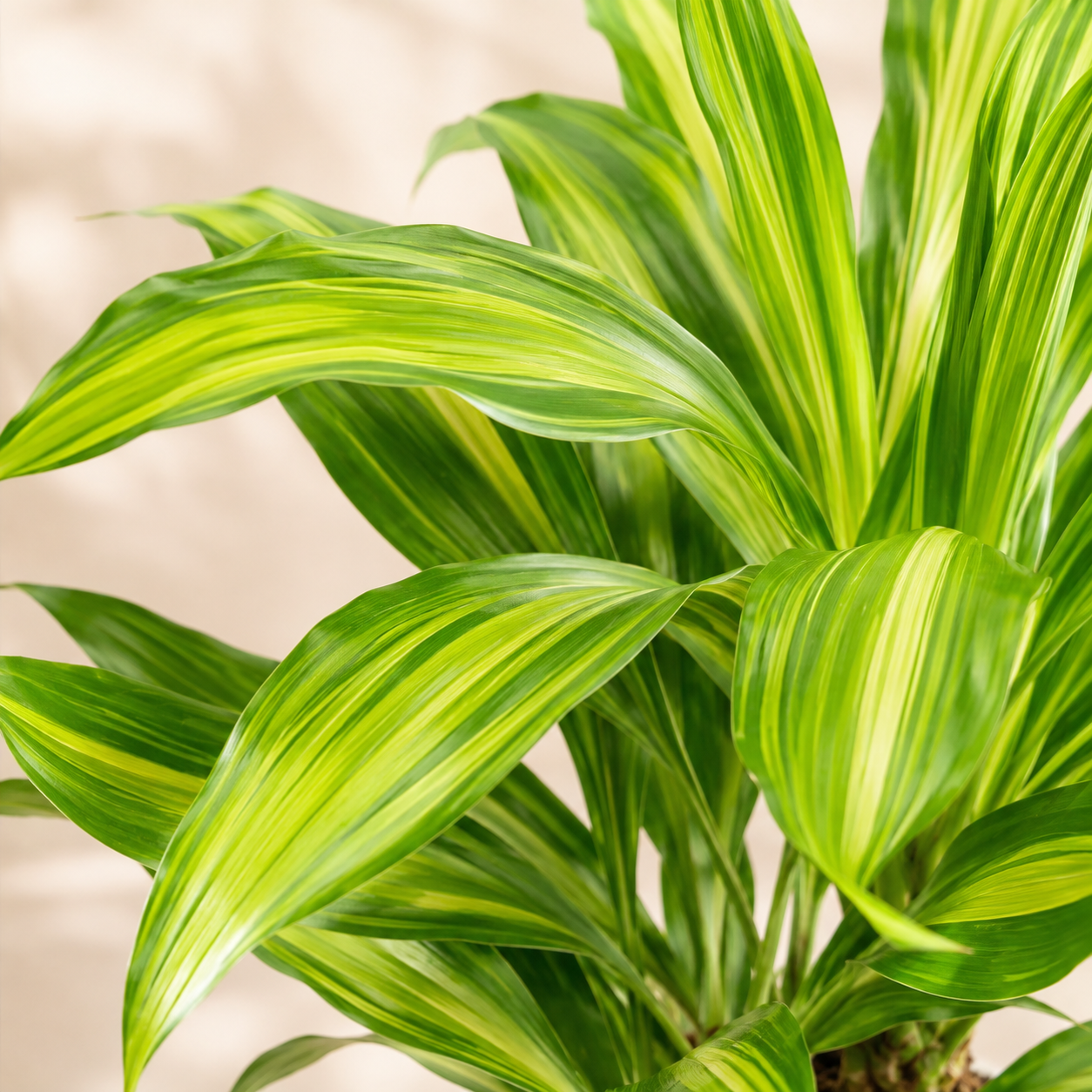Cordyline 'Kiwi Yellow' | Office Plant