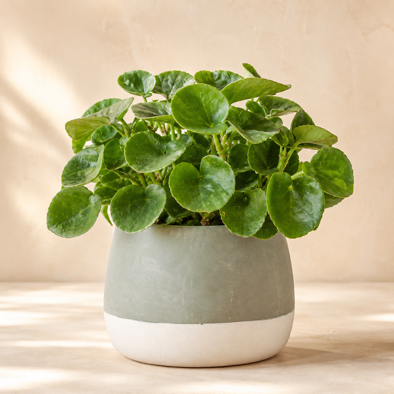 Cissus Rotundifolia | Home Plant