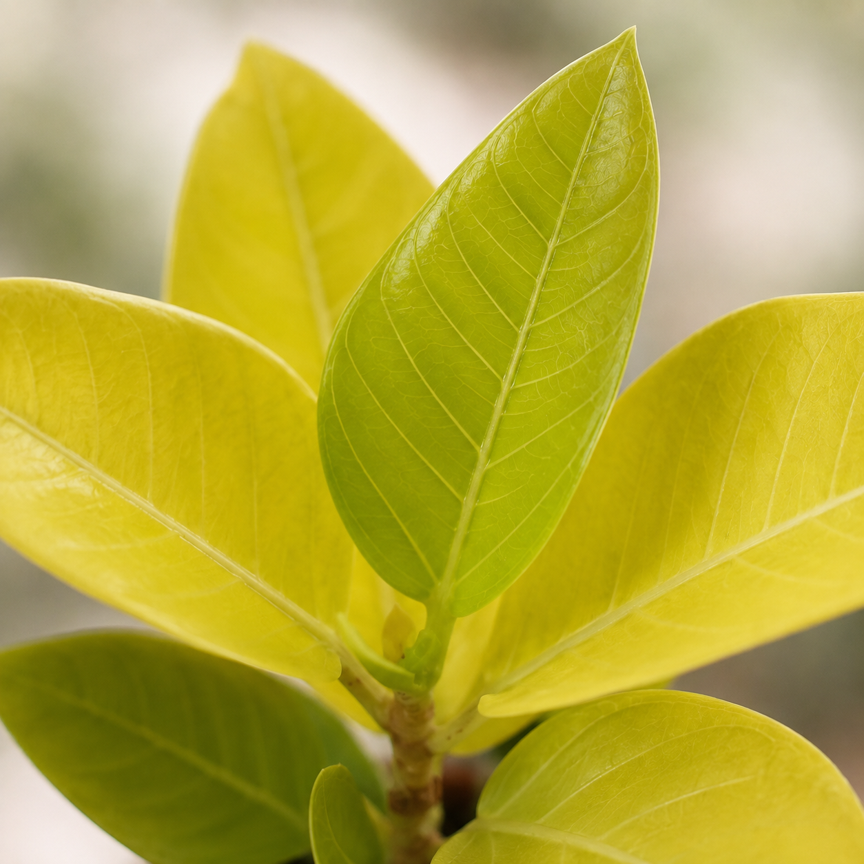 Ficus Altissima 'Gold' | Indoor Plant