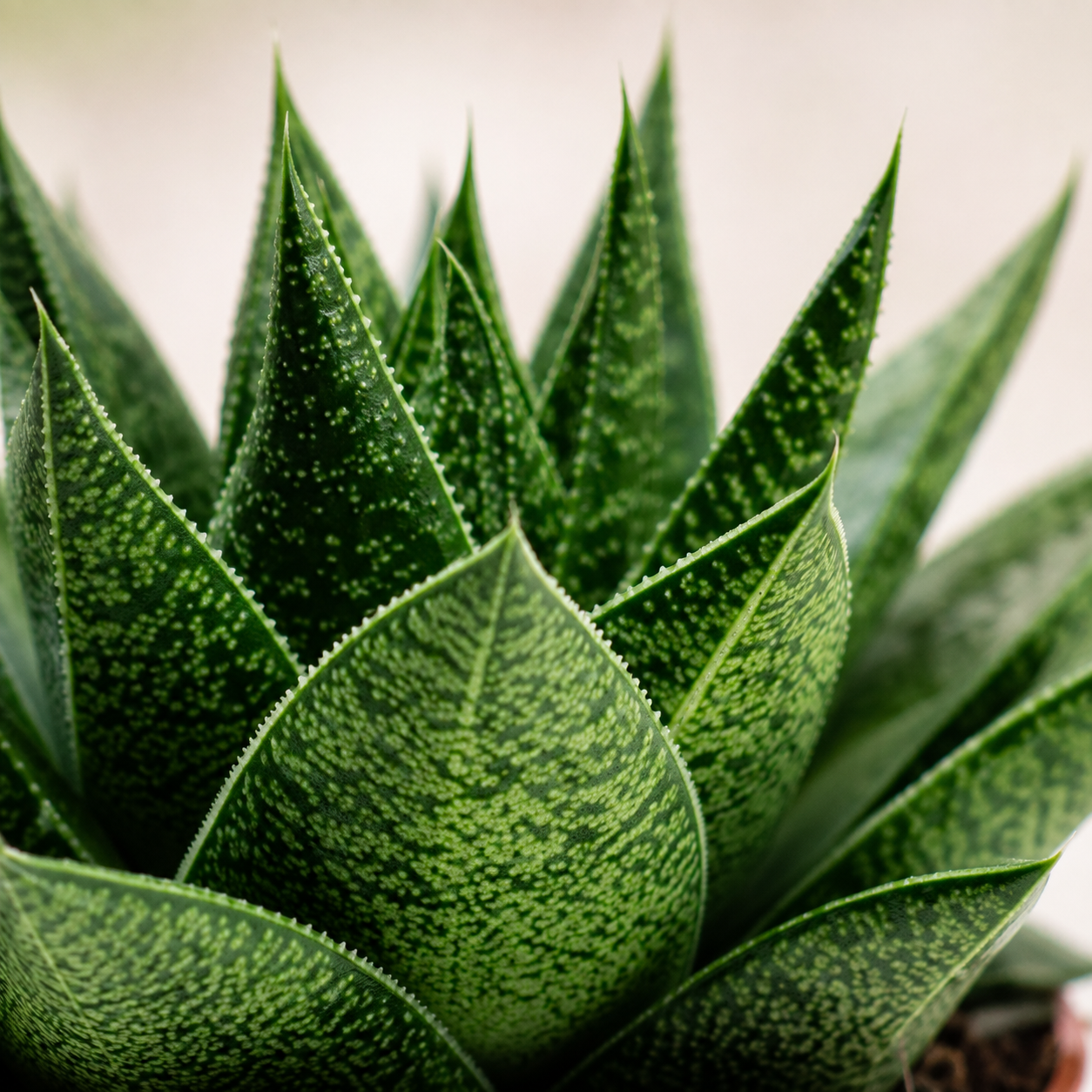 Gasteria Gracilis | Indoor Plant