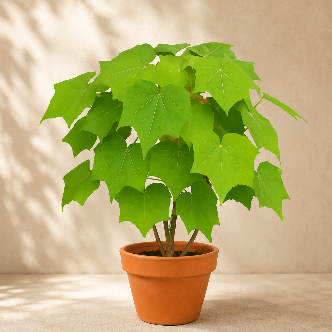 Confederate Rose | Plant