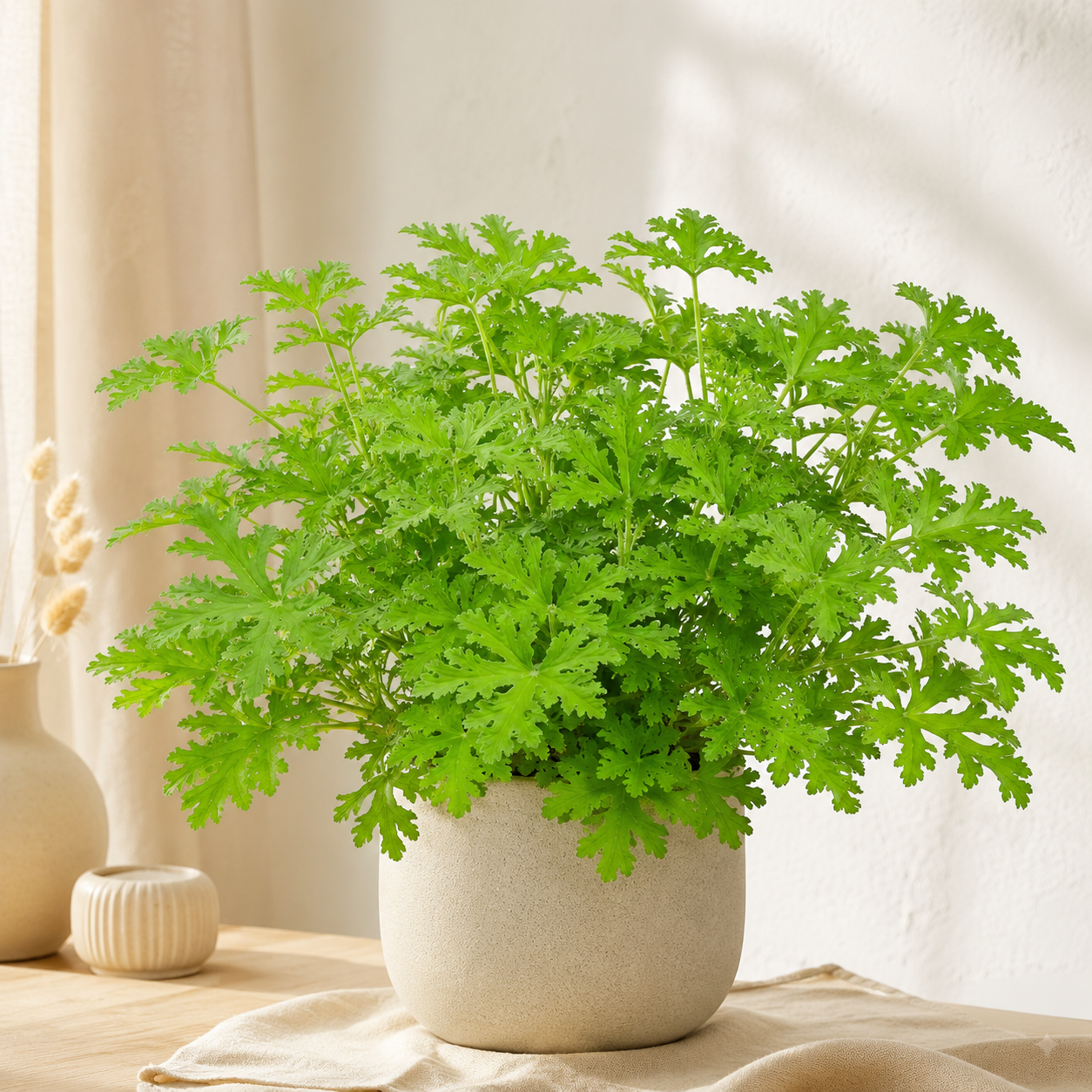 Citronella Anti Mosquito | Gardening Plant