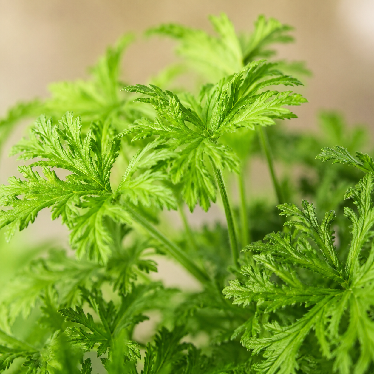 Citronella Anti Mosquito | Gardening Plant