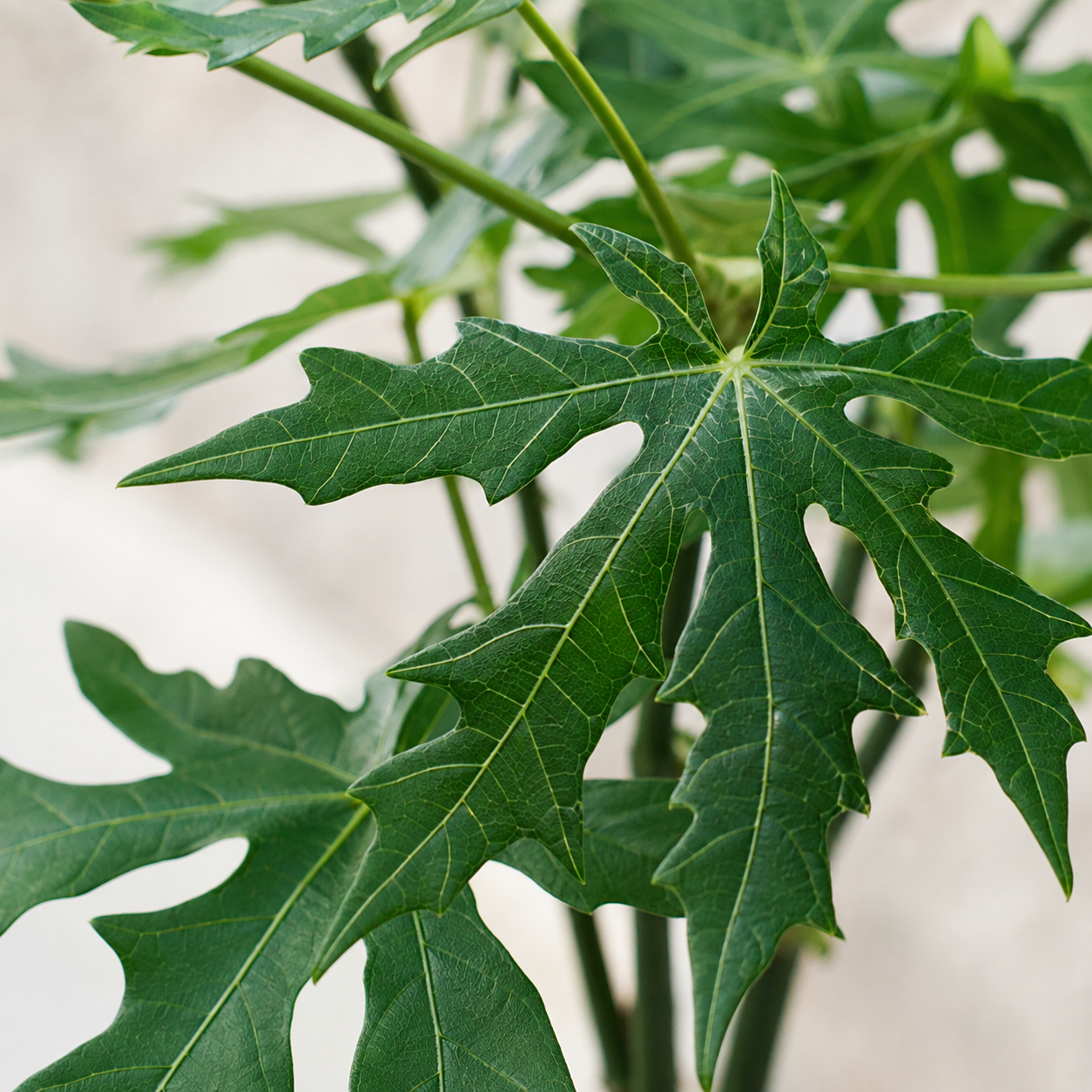 Carica Papaya | Indoor Plant