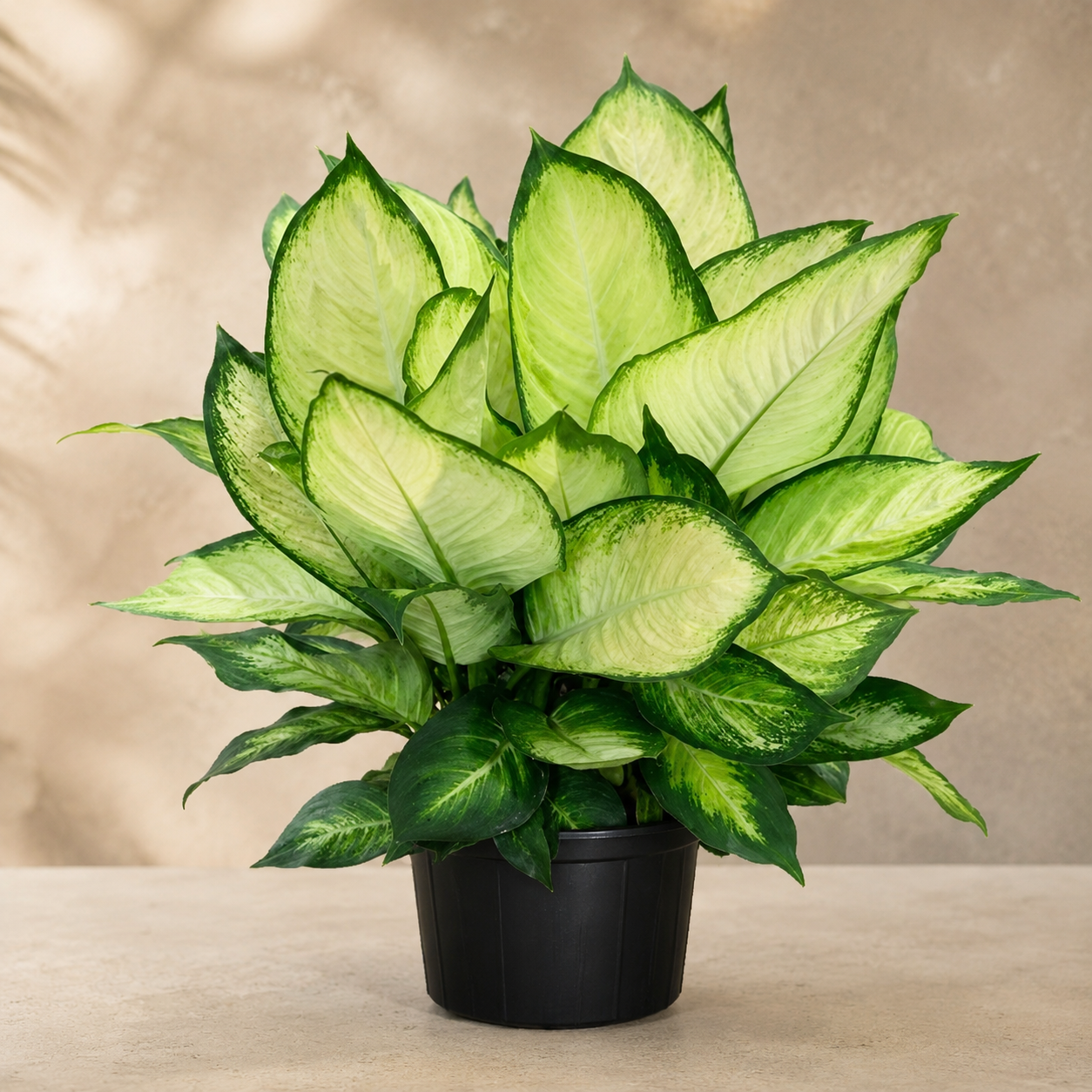 Dieffenbachia 'Tropic Marianne' | Plant