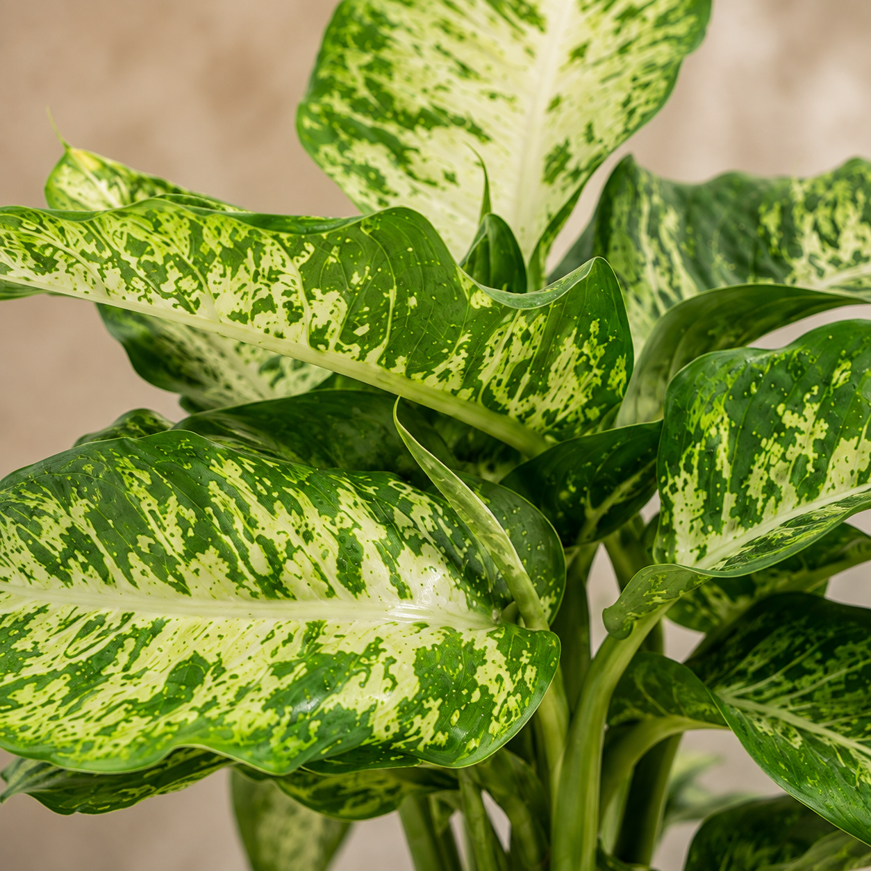 Dieffenbachia Seguine | Indoor Plant