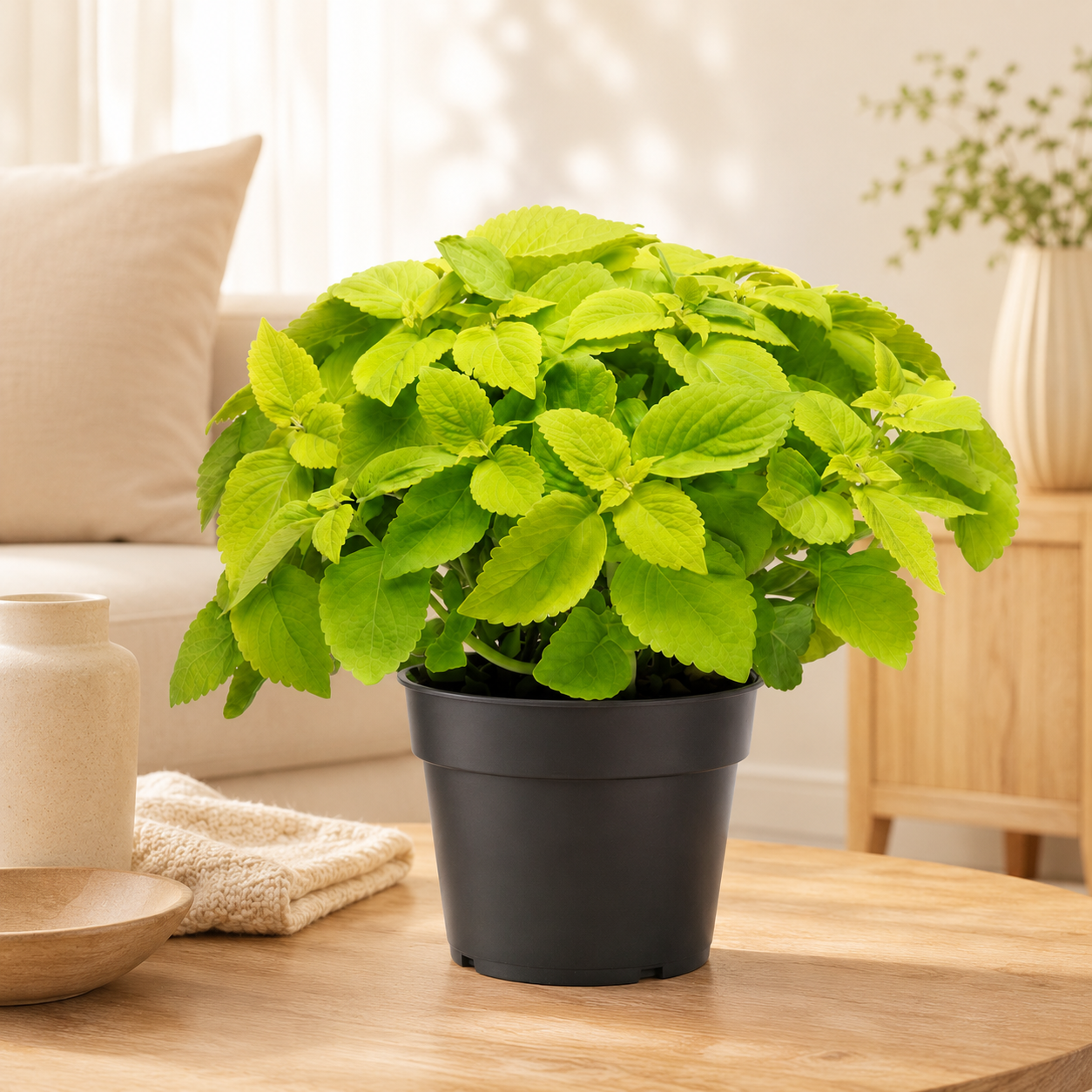 Coleus | Home Plant