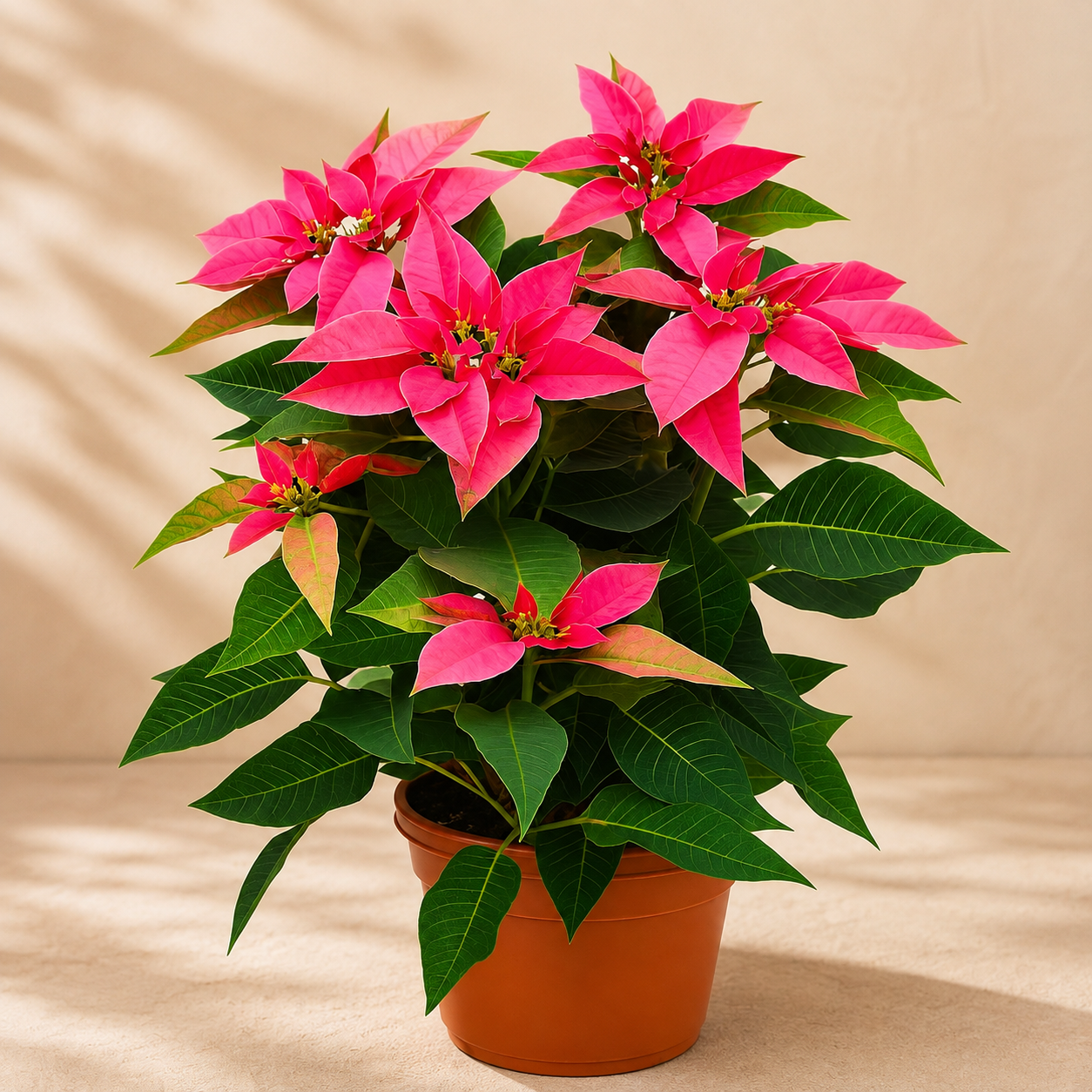 Christmas Pink Poinsettia | Indoor Plant