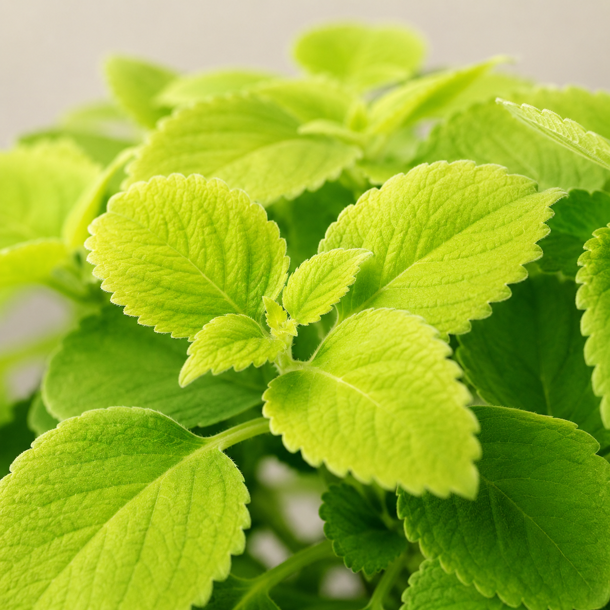Coleus | Home Plant