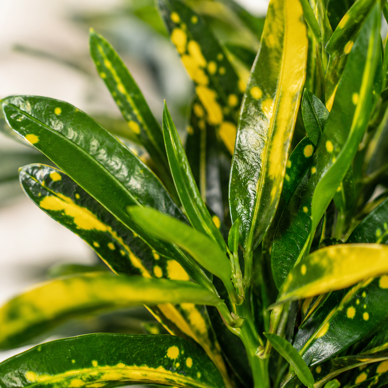 Codiaeum 'Green' | Home Plant