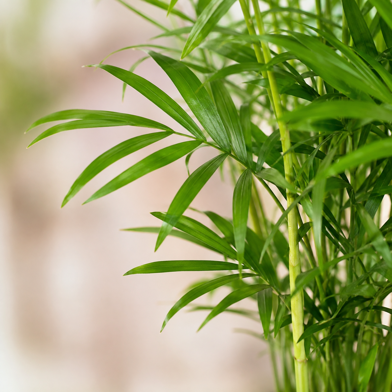 Chamaedorea Bamboo | Plant