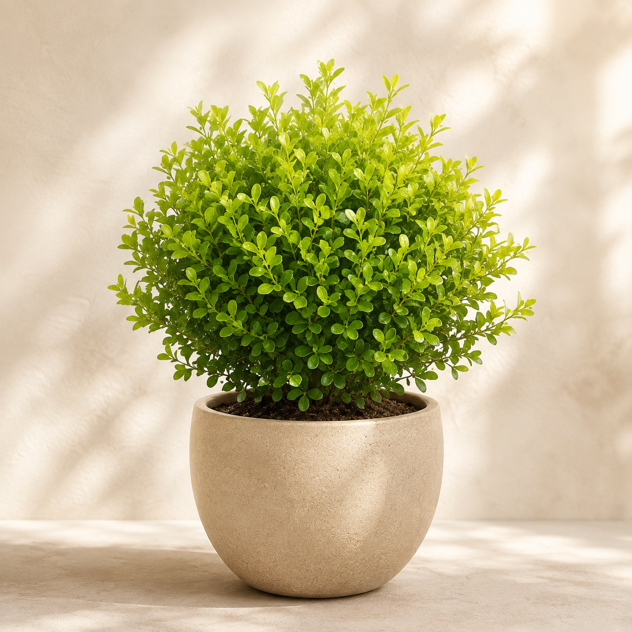 Orange Jasmine  | Office Plant