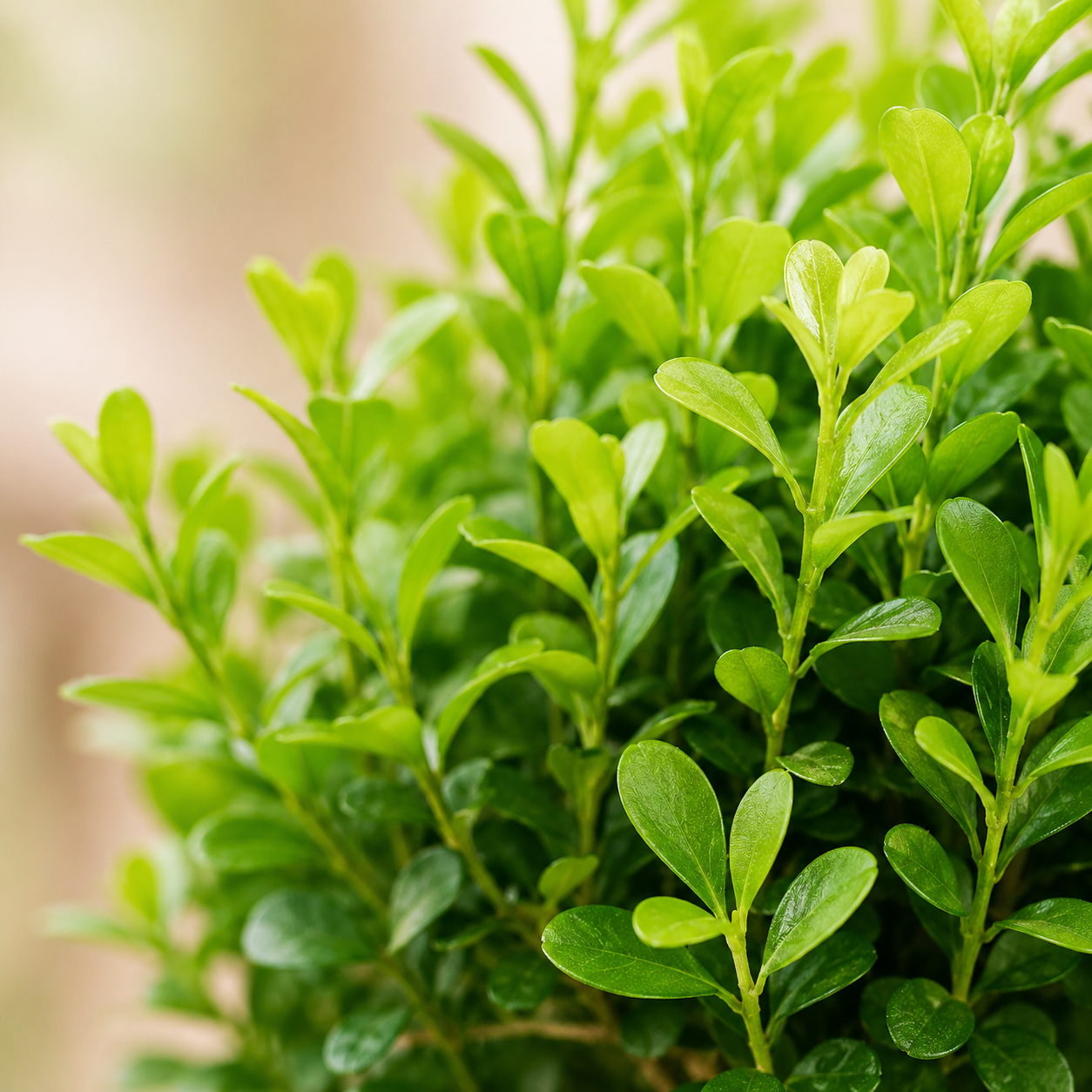 Orange Jasmine  | Office Plant