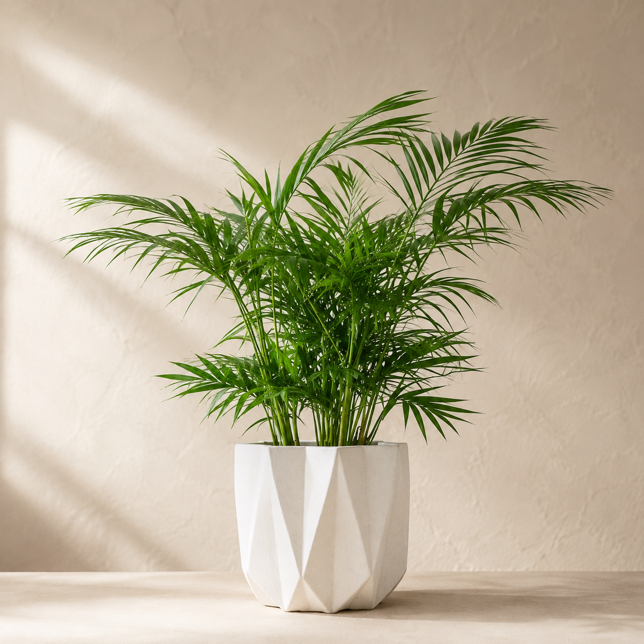 Java Palm | Gardening Plant