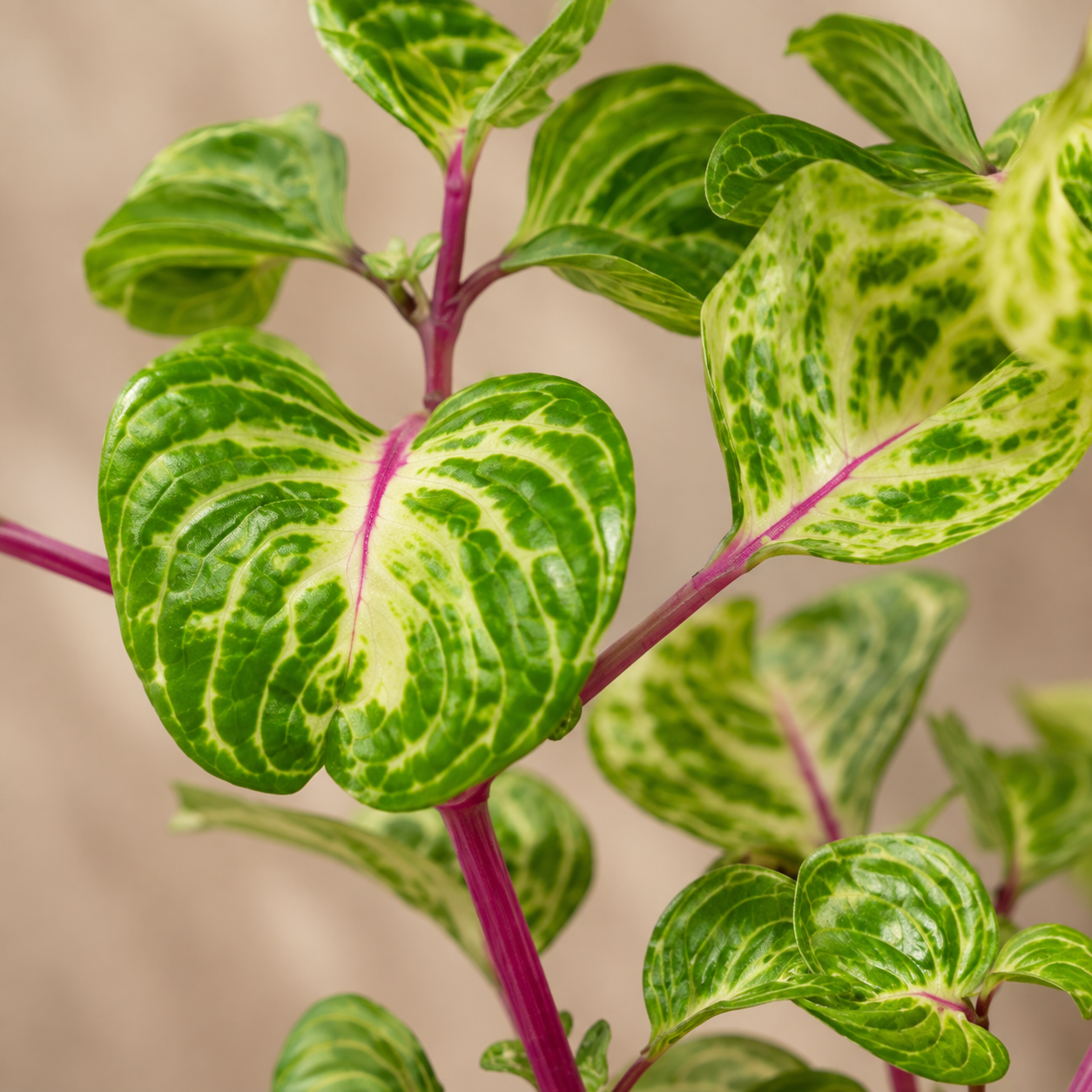 Iresine Green | Indoor Plant
