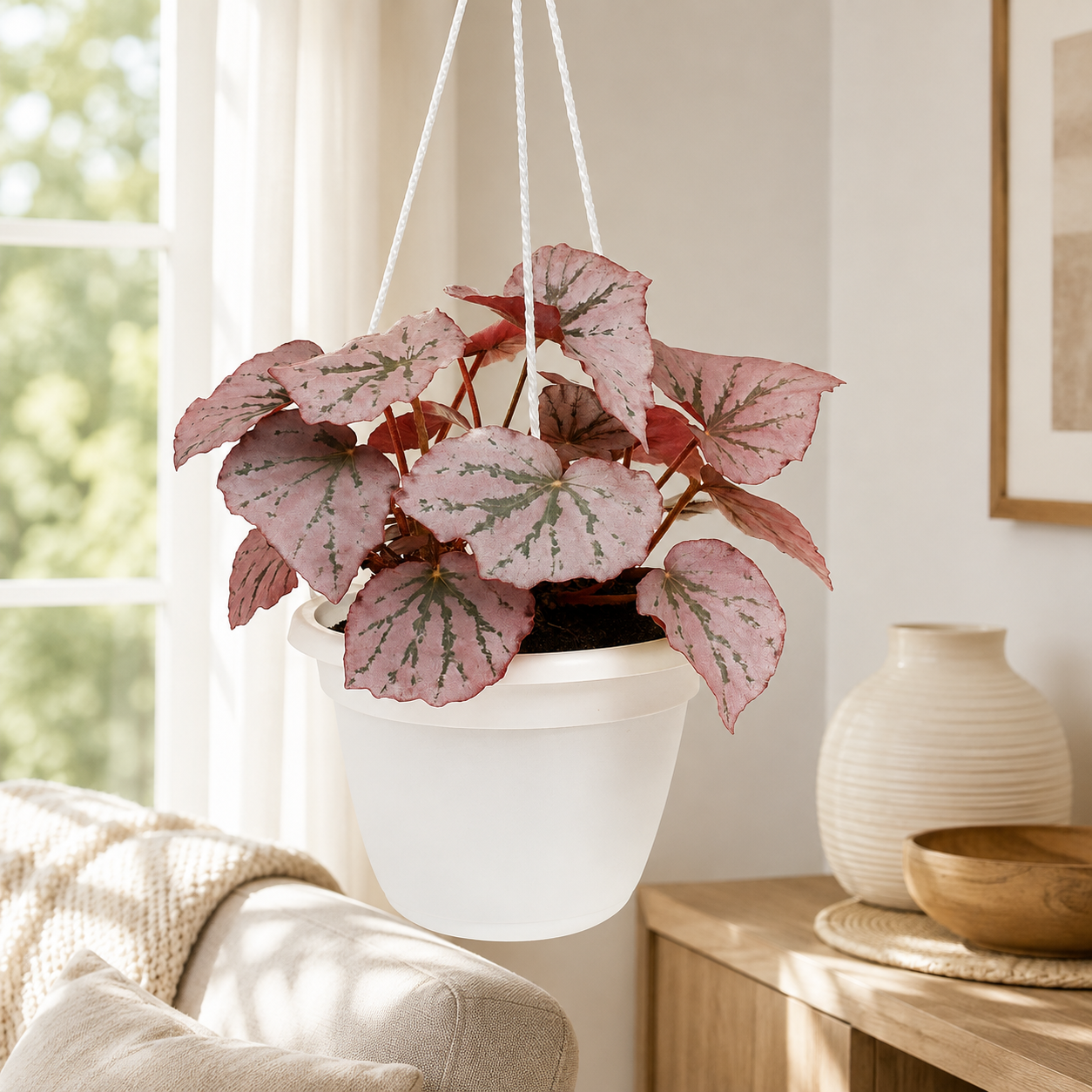 Painted-Leaf Begonia | Plant