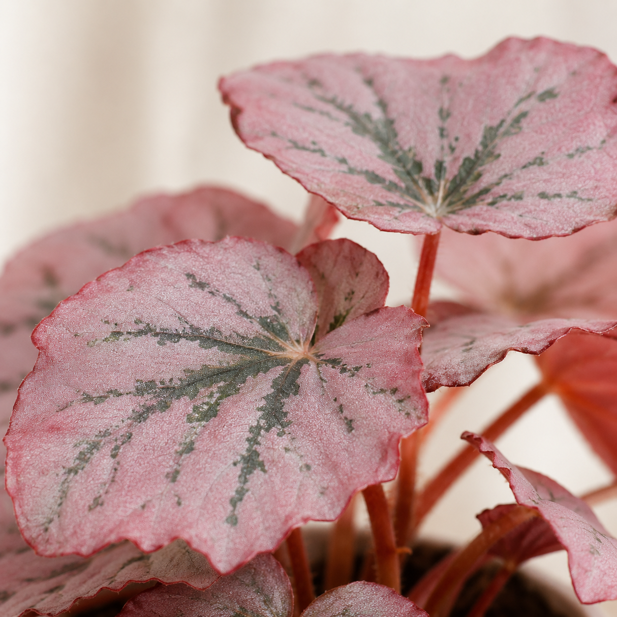 Painted-Leaf Begonia | Plant