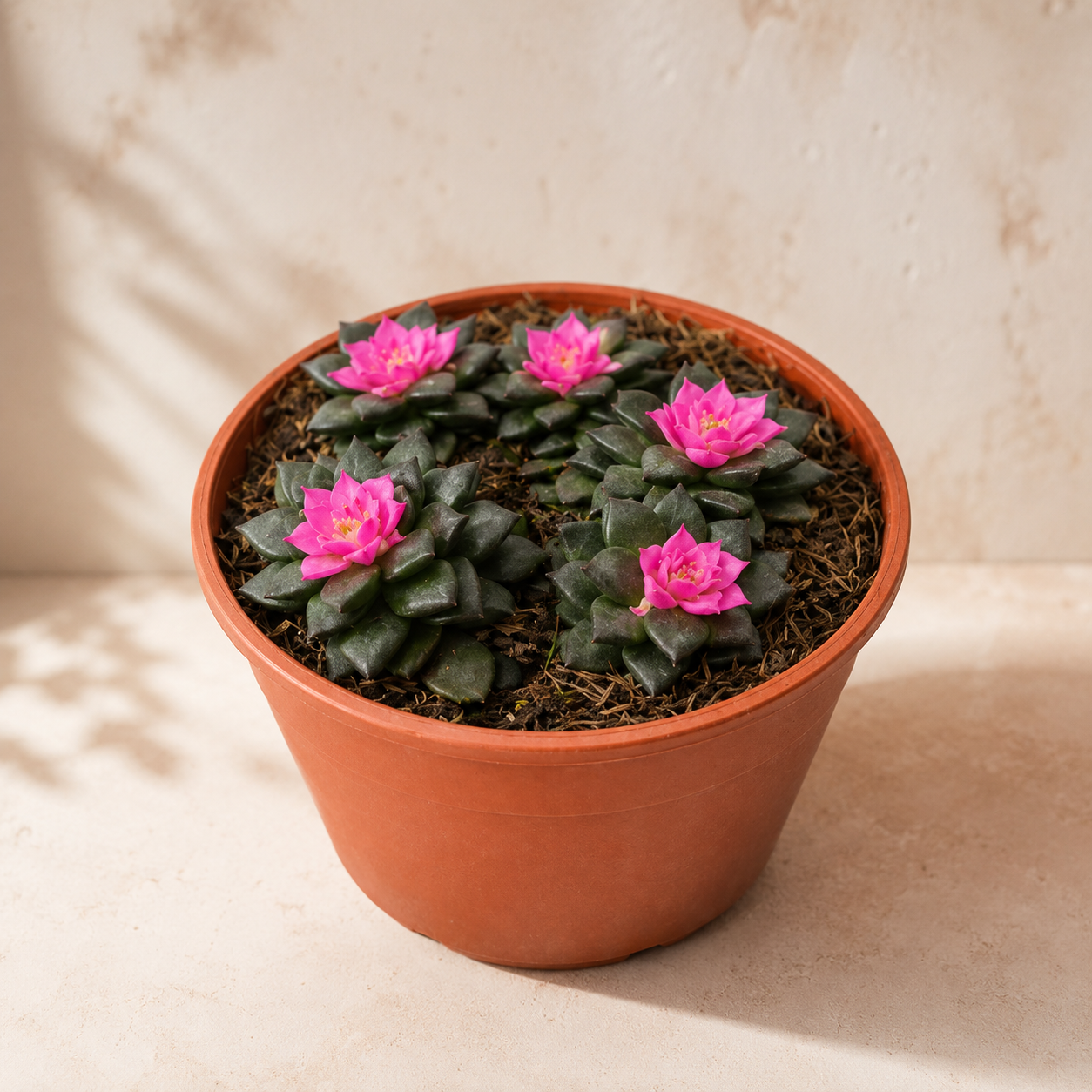 Echeveria Macdougallii | Indoor Plant