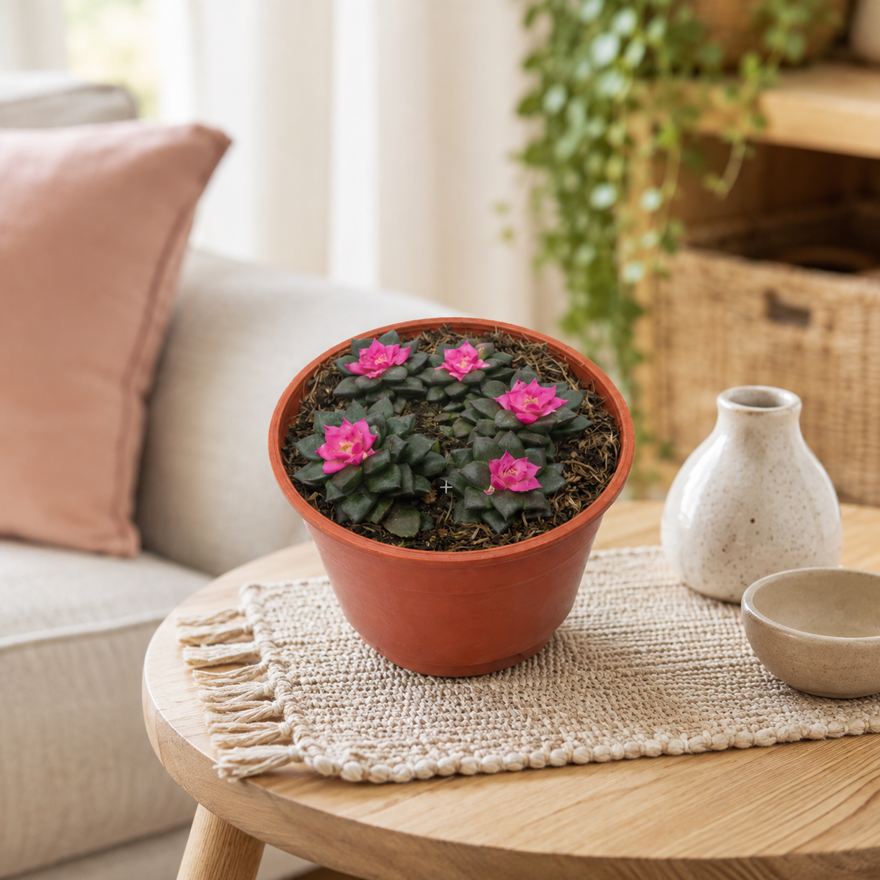 Echeveria Macdougallii | Indoor Plant