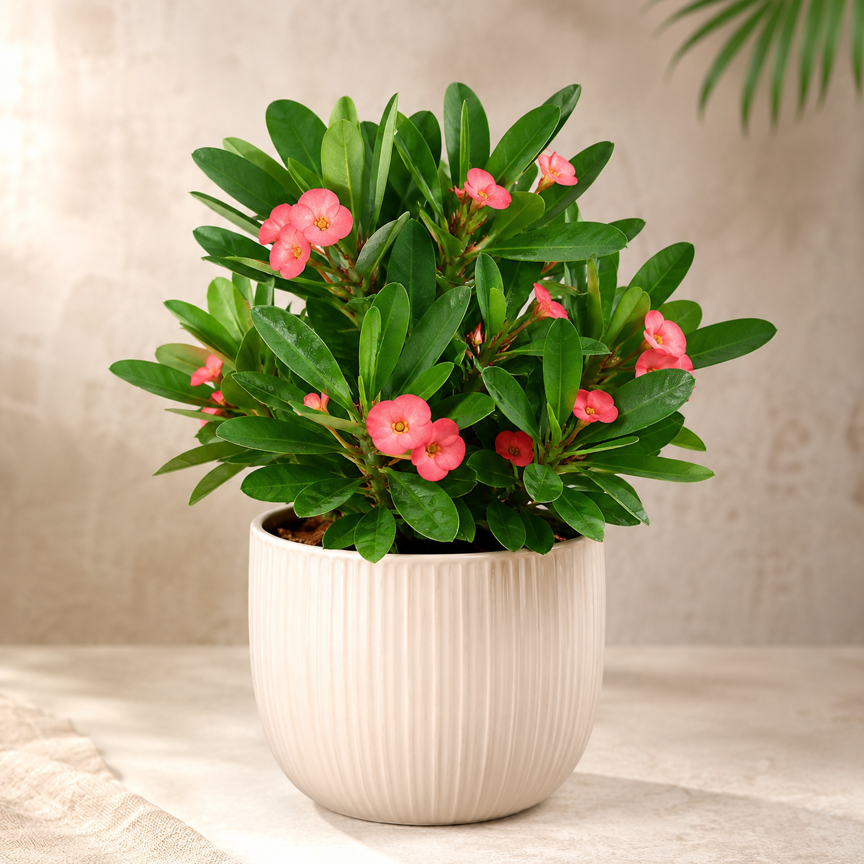 Crown of Thorns Surges | Plant