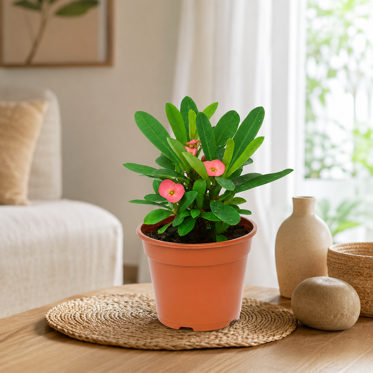 Crown of Thorns Surges | Plant