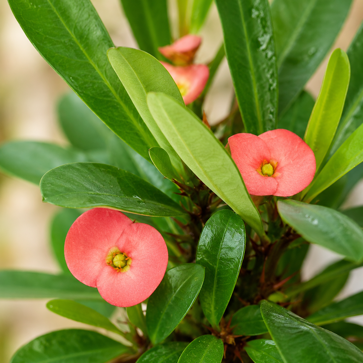 Crown of Thorns Surges | Plant
