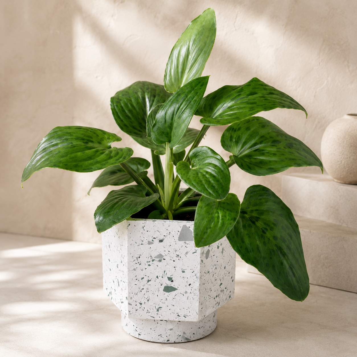 Drimiopsis Maculata 油点草 | Gardening Plant