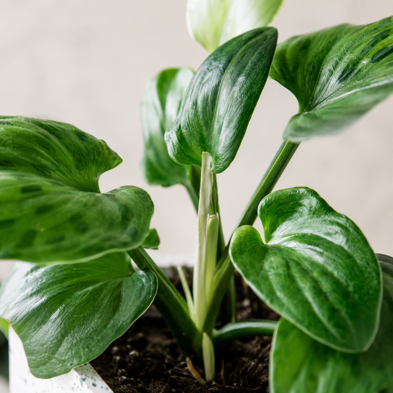 Drimiopsis Maculata 油点草 | Gardening Plant