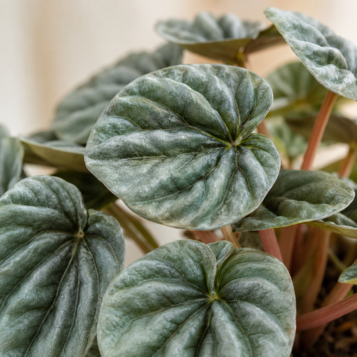 Peperomia 'Emerald' | Home Plant