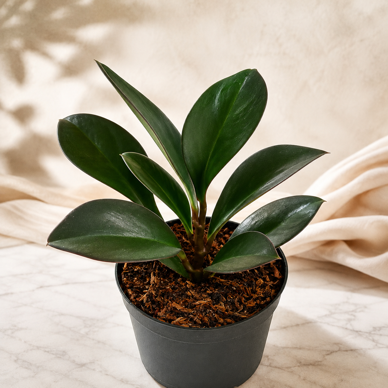 Peperomia 'Black Knight' | Plant