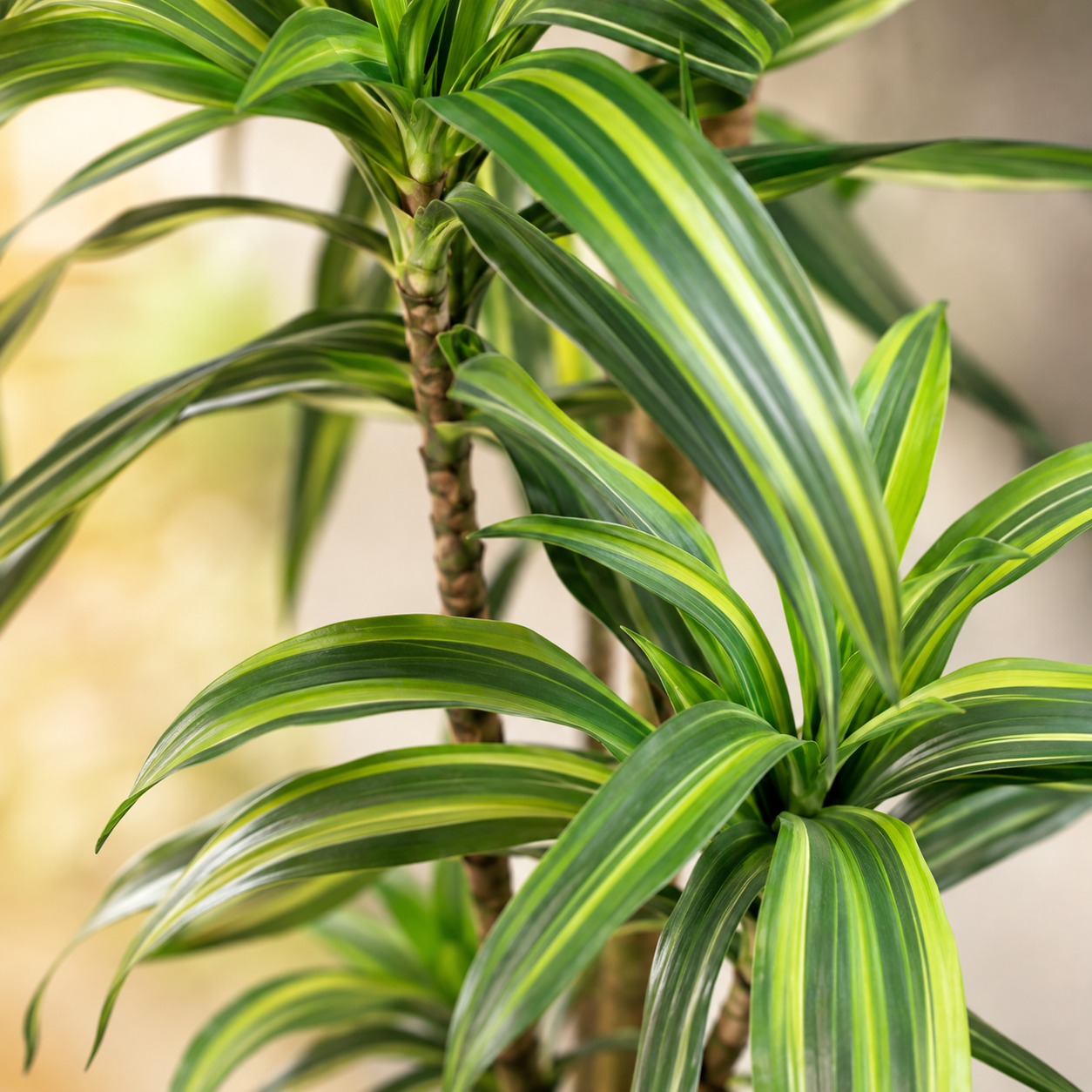 Artificial Dracaena Fragrans
