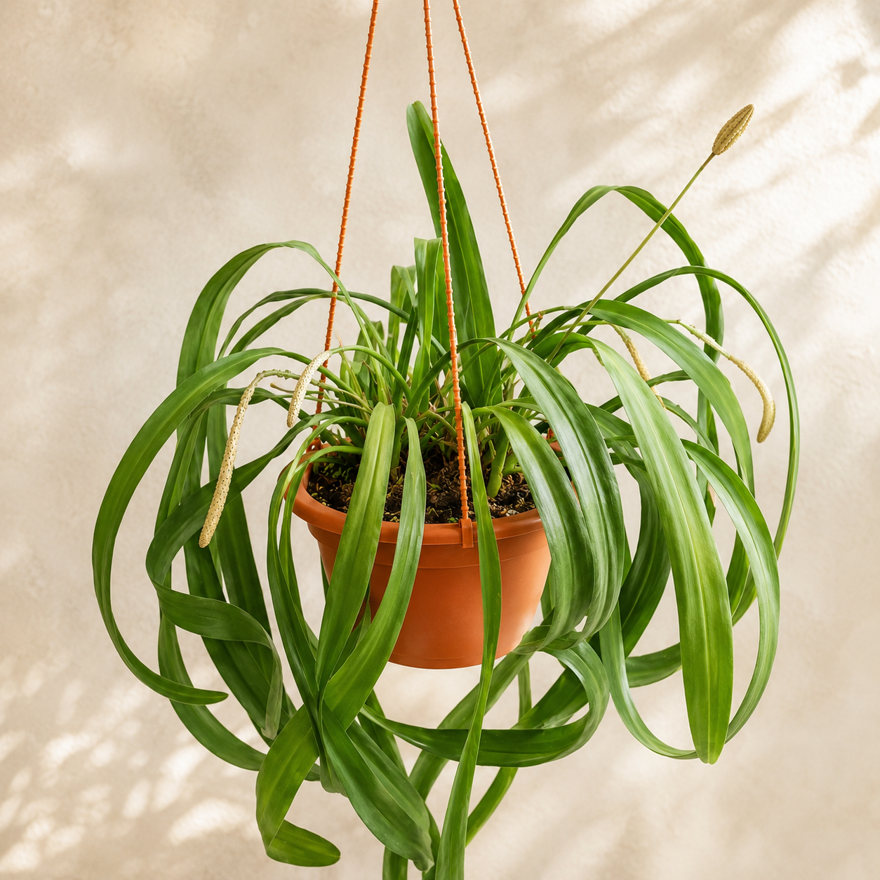 Anthurium Vittarifolium | Home Plant