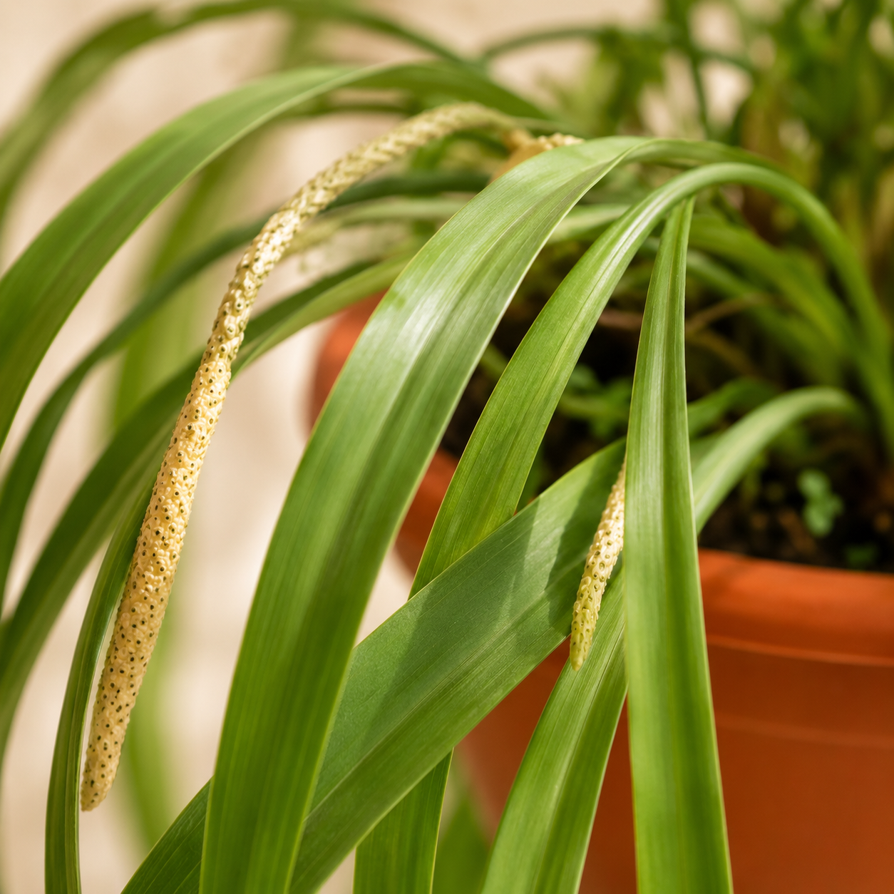 Anthurium Vittarifolium | Home Plant