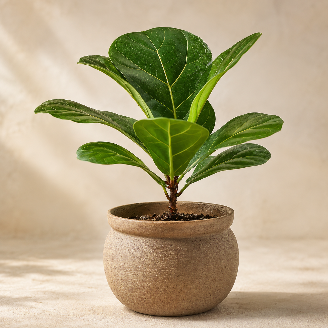Ficus Lyrata | Plant