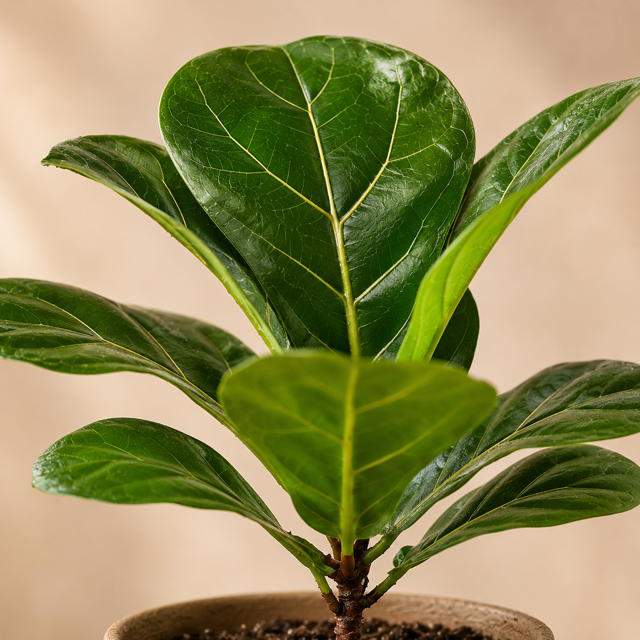 Ficus Lyrata | Plant