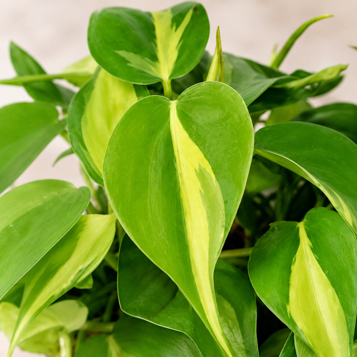 Philodendron Brasil | Indoor Plant