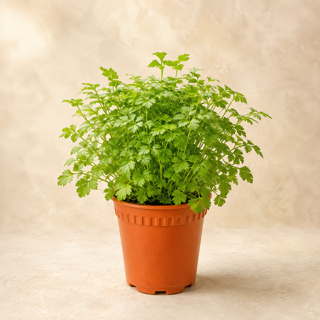 English Parsley | Herb Plant