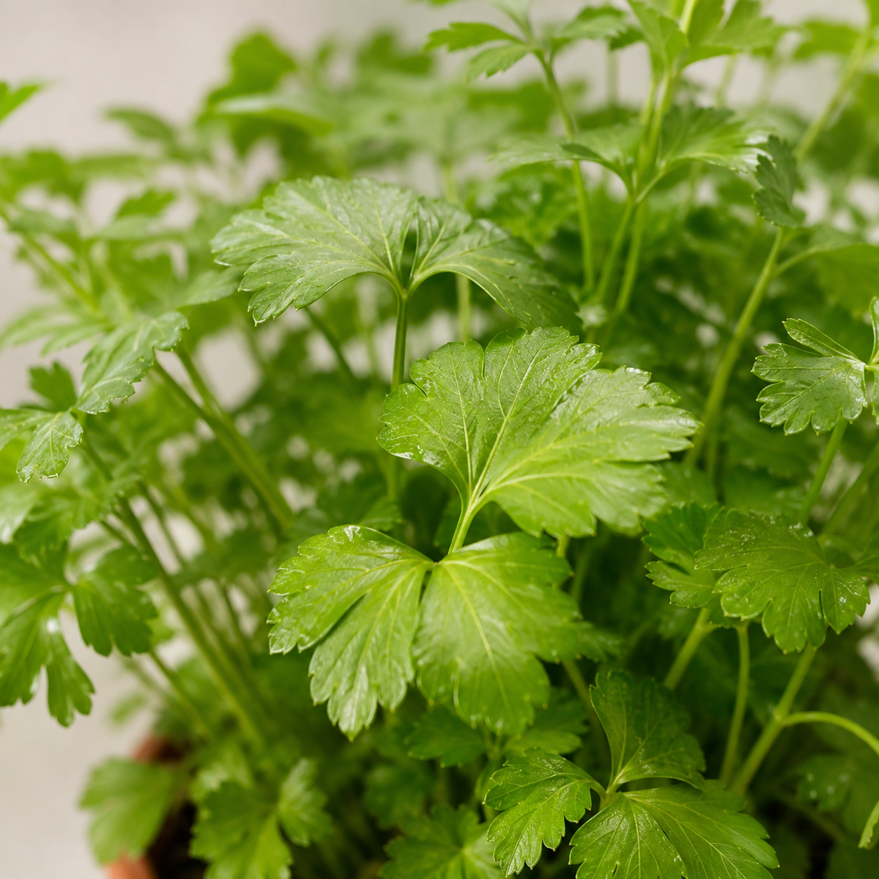 English Parsley | Herb Plant