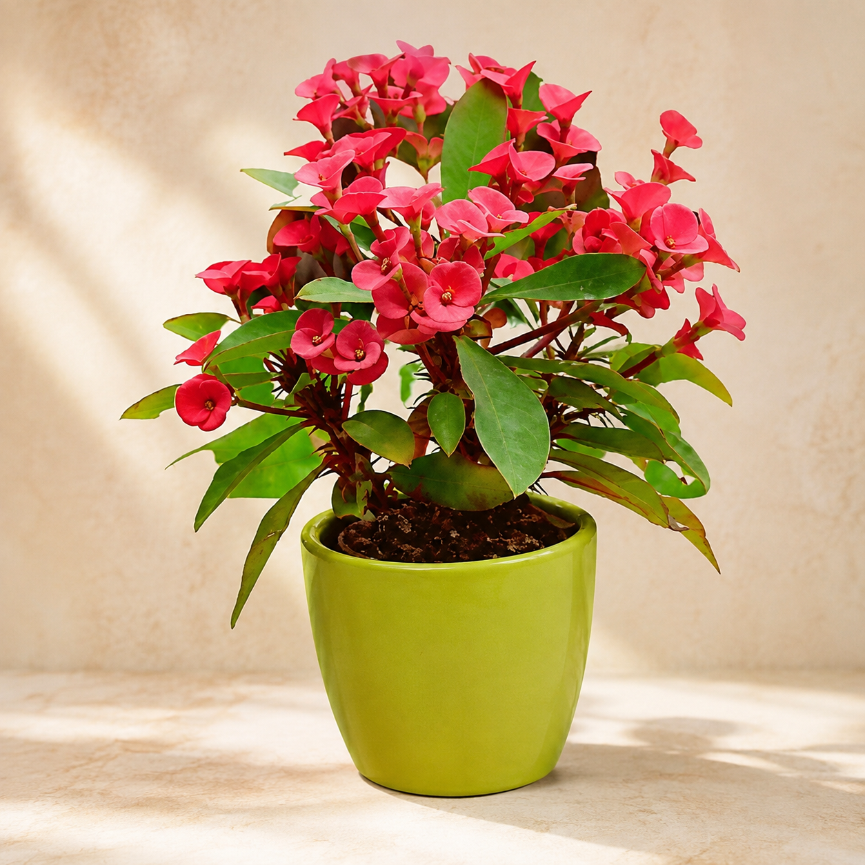 Euphorbia Milii | Outdoor Plant