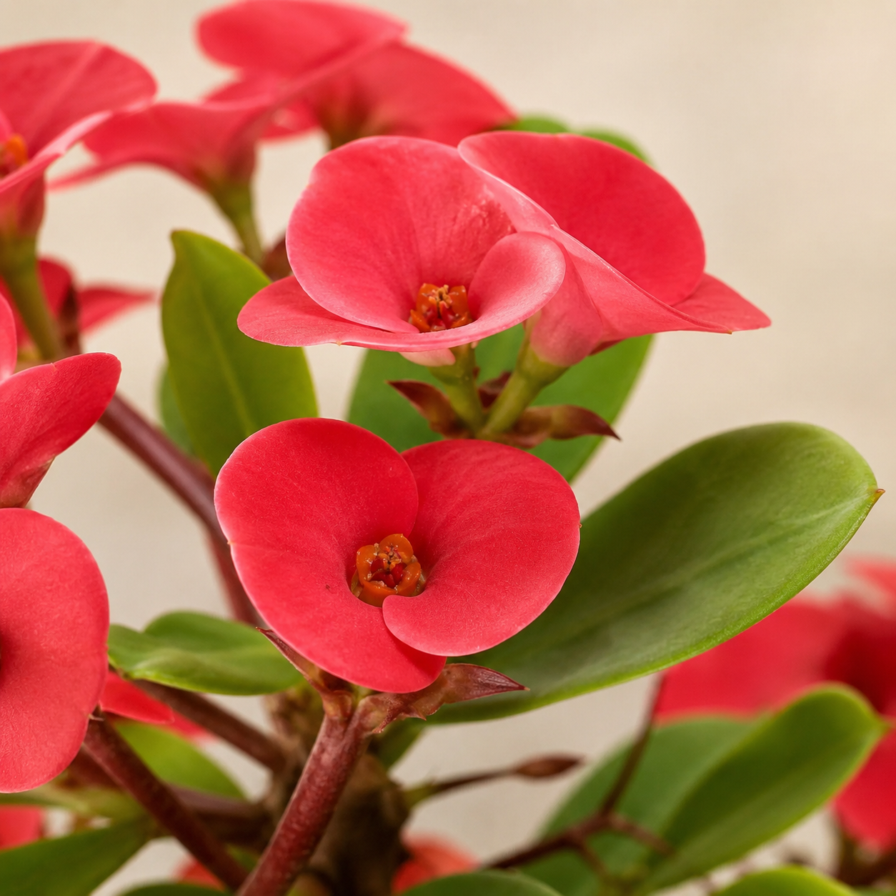 Euphorbia Milii | Outdoor Plant