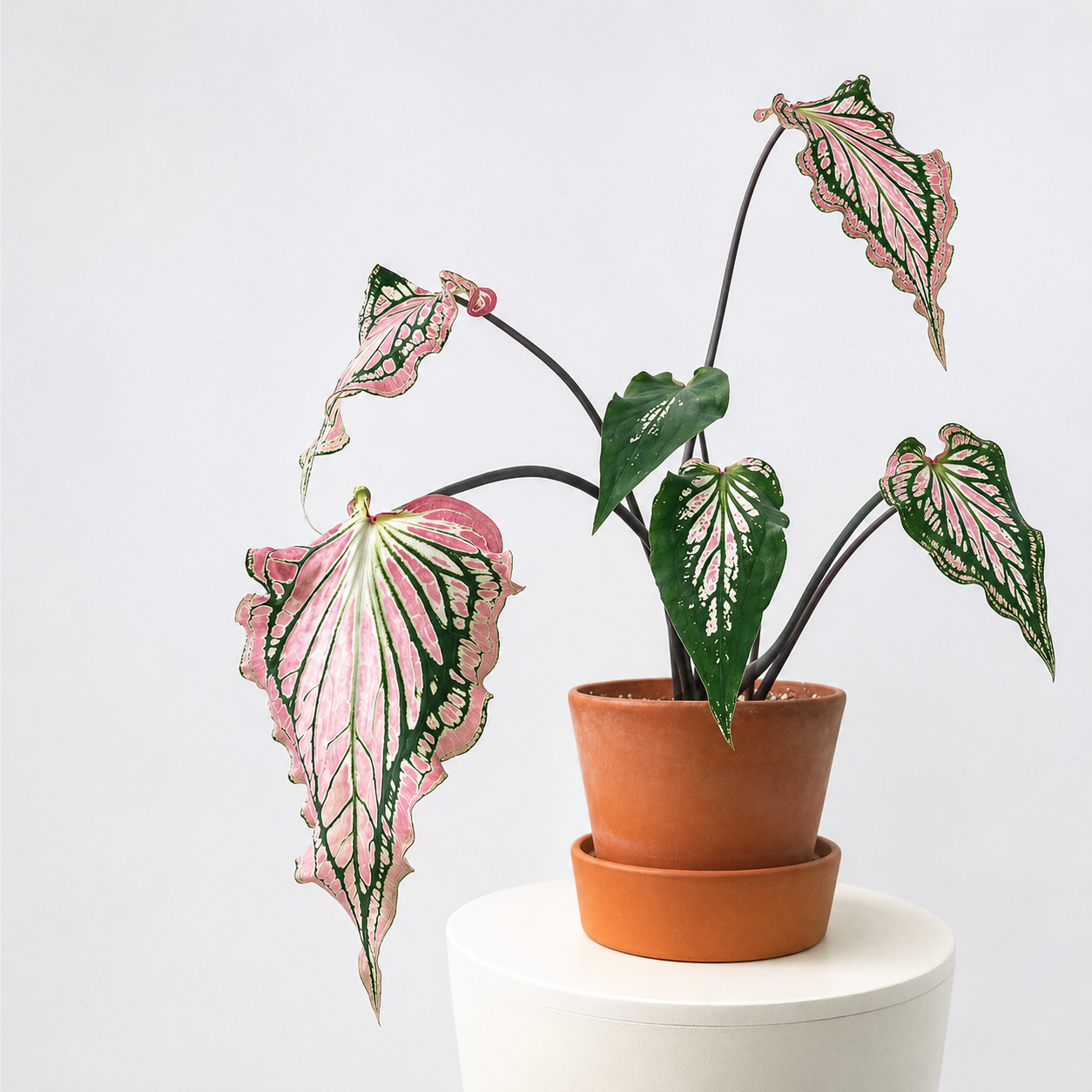 Caladium 'Thai' | Indoor Plant