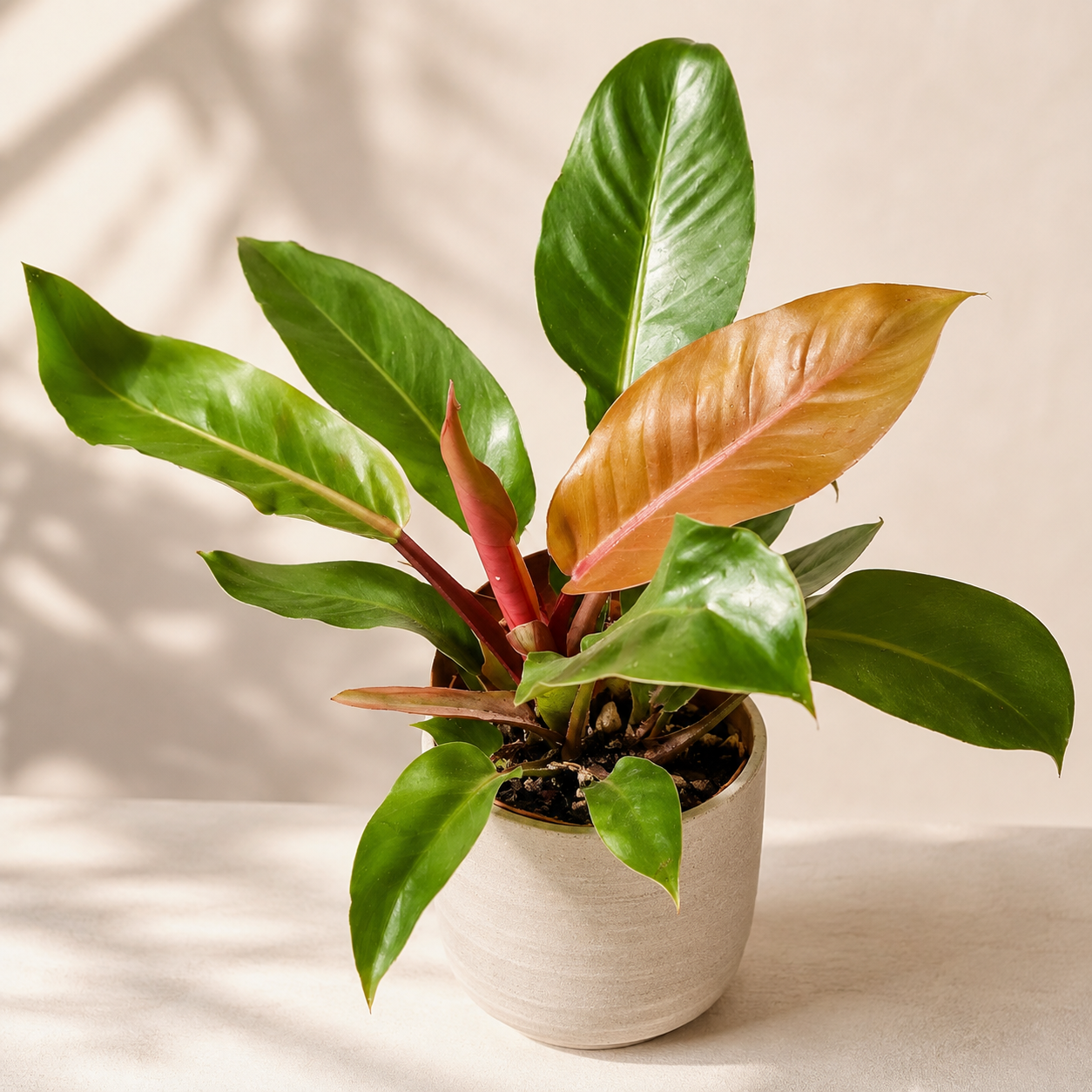 Philodendron 'Orange Congo' | Plant