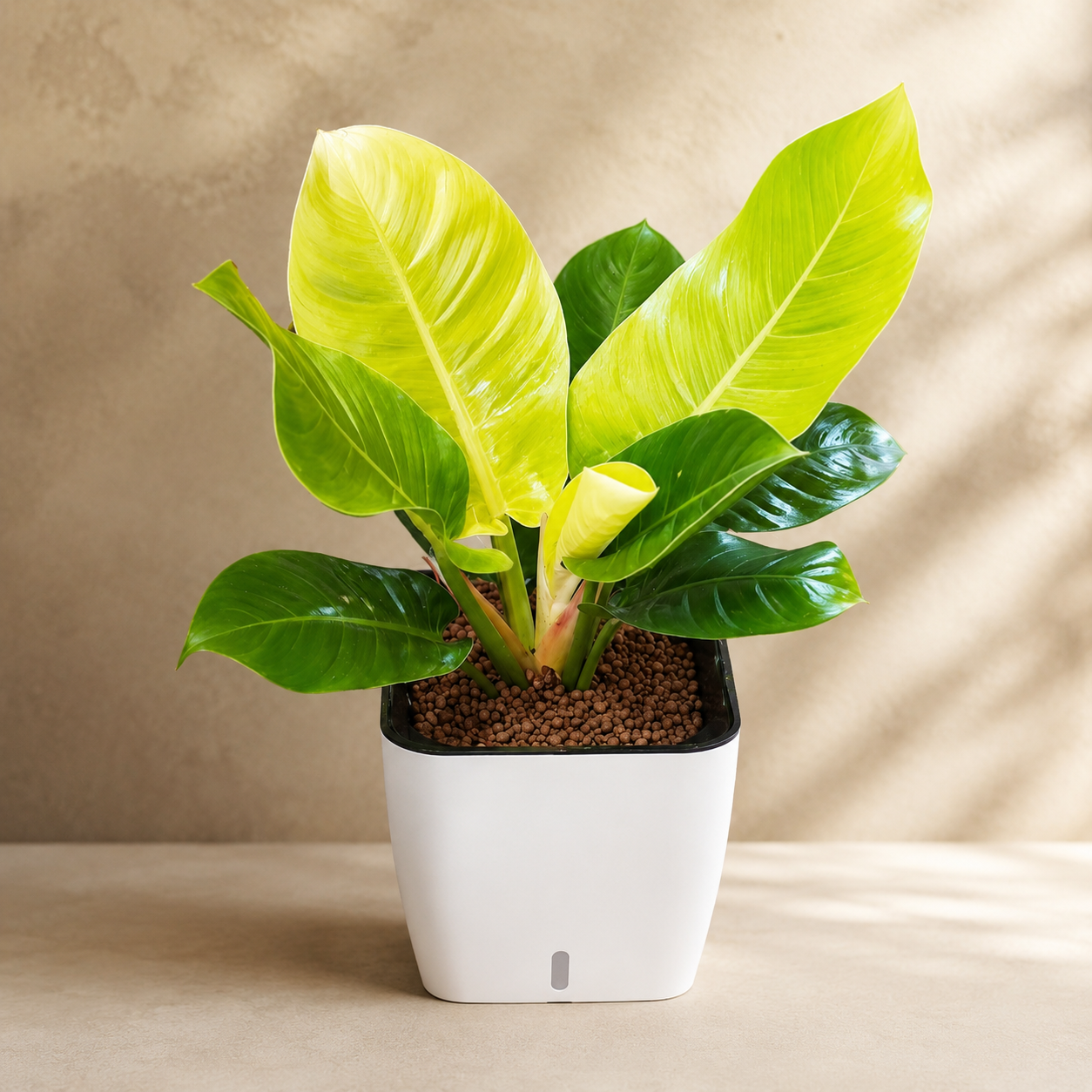 Philodendron 'Imperial' | Gardening Plant