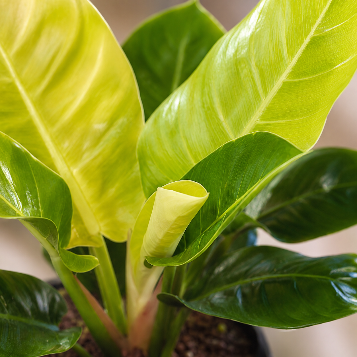 Philodendron 'Imperial' | Gardening Plant