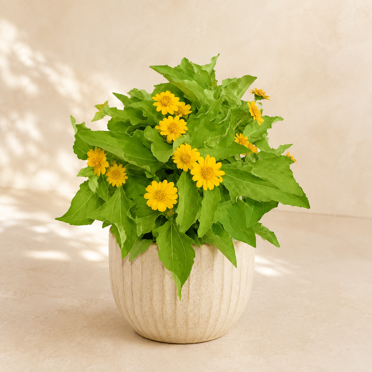 Melampodium | Home Plant