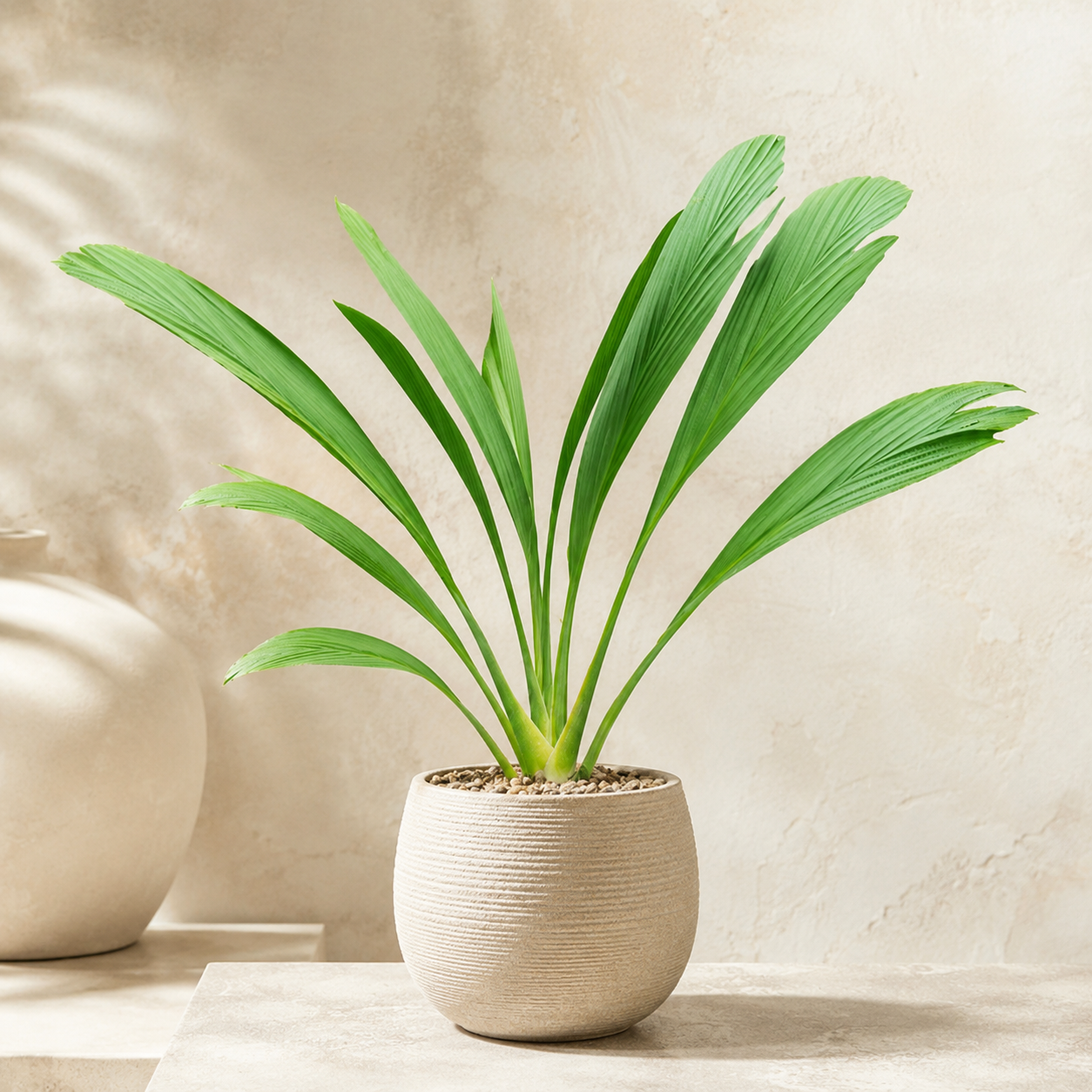 Ludovia Lancifolia | Home Plant